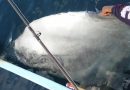 Ikan Langka Species Mola Ditemukan di Teluk Saleh Sumbawa